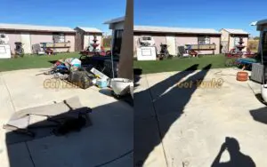 Junk removal in Acton, CA ? before and after photo showing backyard cleaned of carpet rolls, furniture pieces, and miscellaneous clutter.